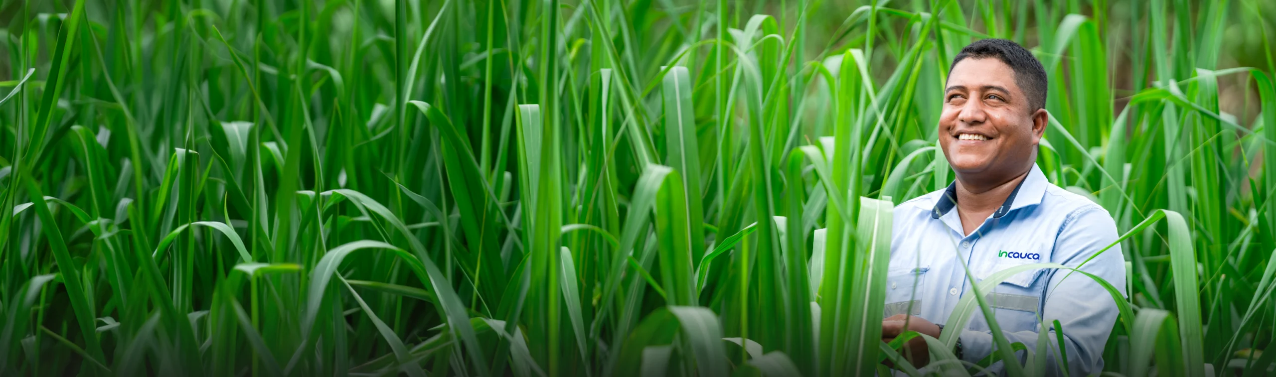 Sugarcane Suppliers